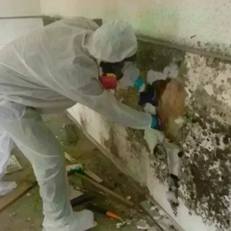 Mold Remediation and Removal in Meridian, PA